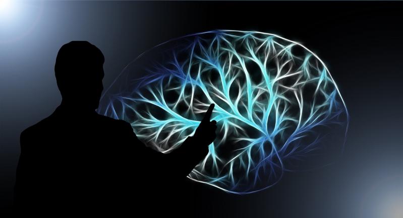 cerveau Limbique